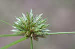 Great plains flatsedge